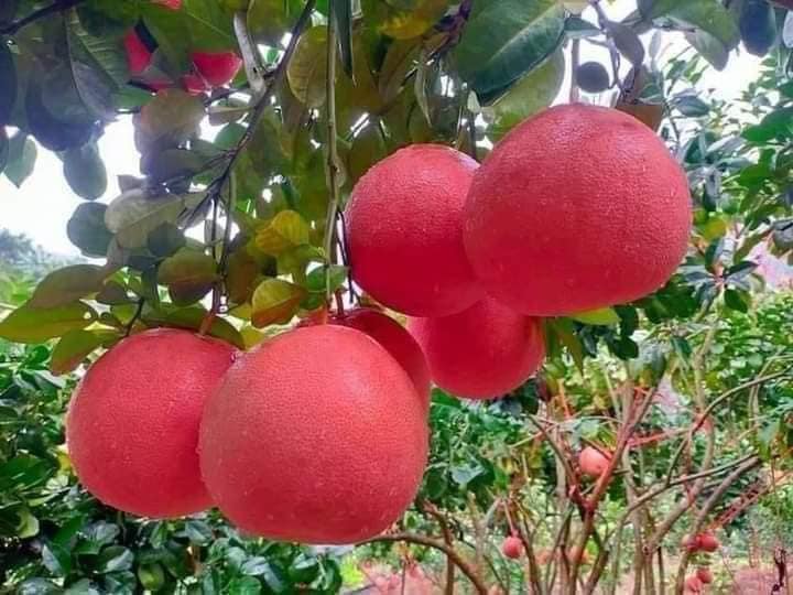 Bưởi đỏ luận văn
