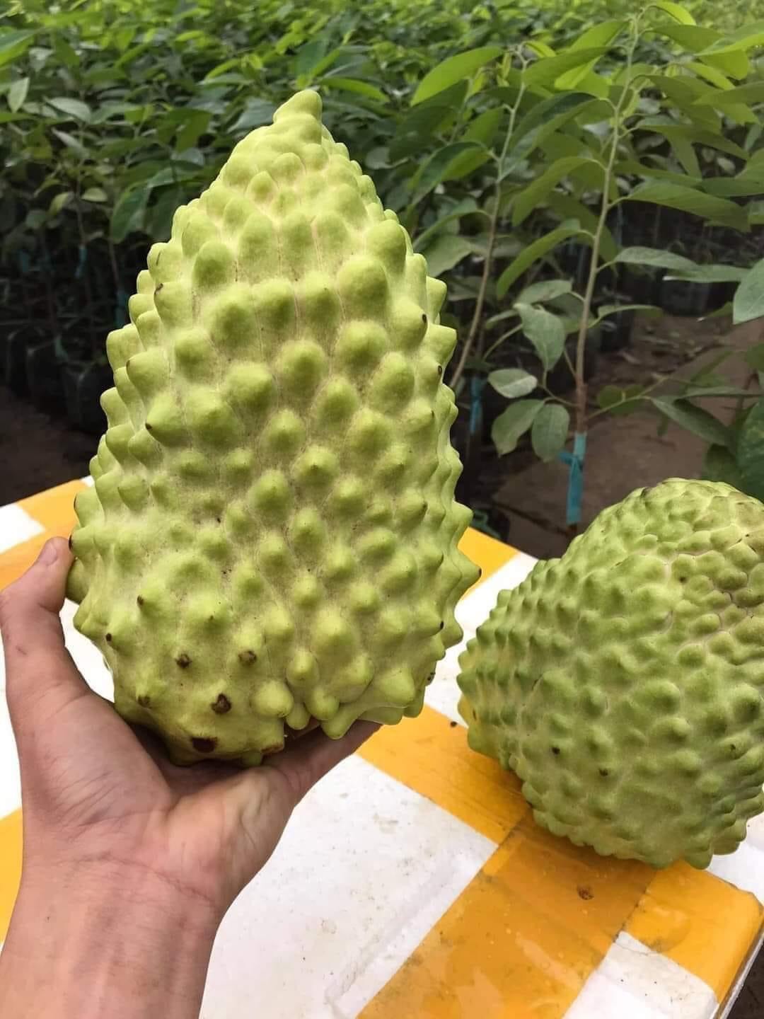 Na sầu riêng 2kg/1 quả