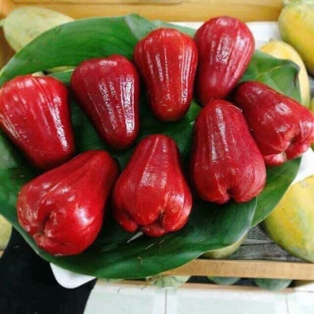 Roi đỏ an phước