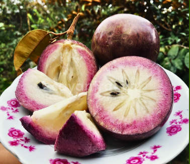 Vú sữa mika